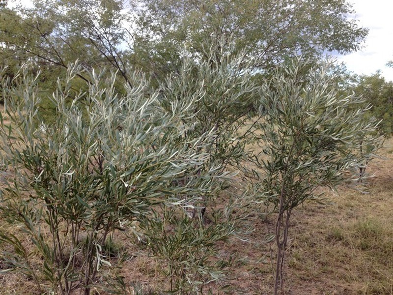 Yarran photo 5