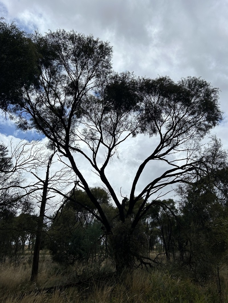 Yarran photo 7