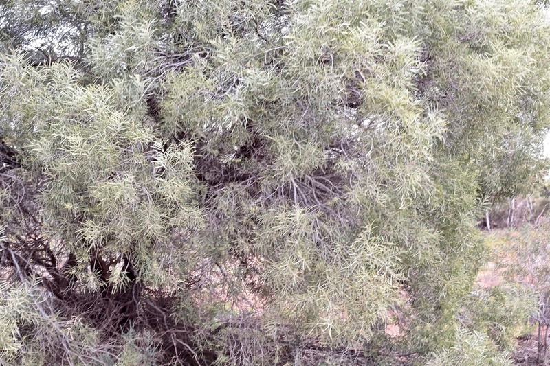 Yarran photo 3