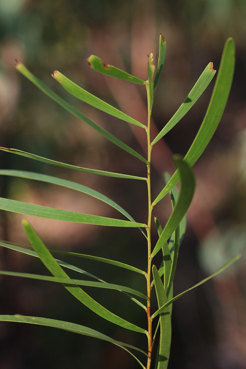 Acacia ommatosperma