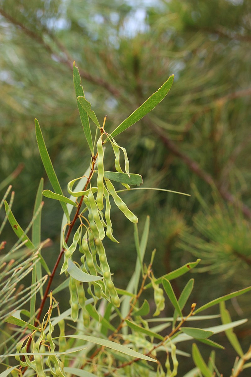 Acacia ommatosperma photo 2