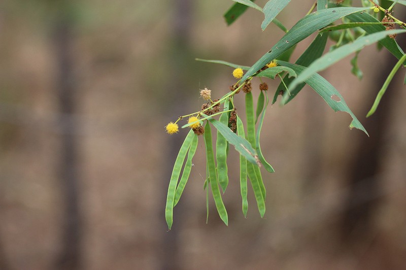 Acacia ommatosperma photo 3