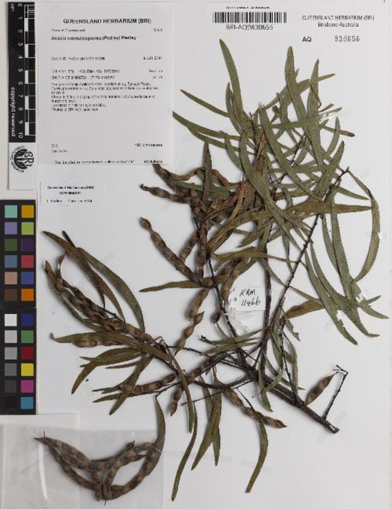Acacia ommatosperma photo 4