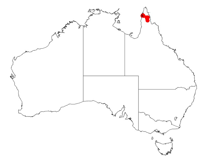 Acacia ommatosperma