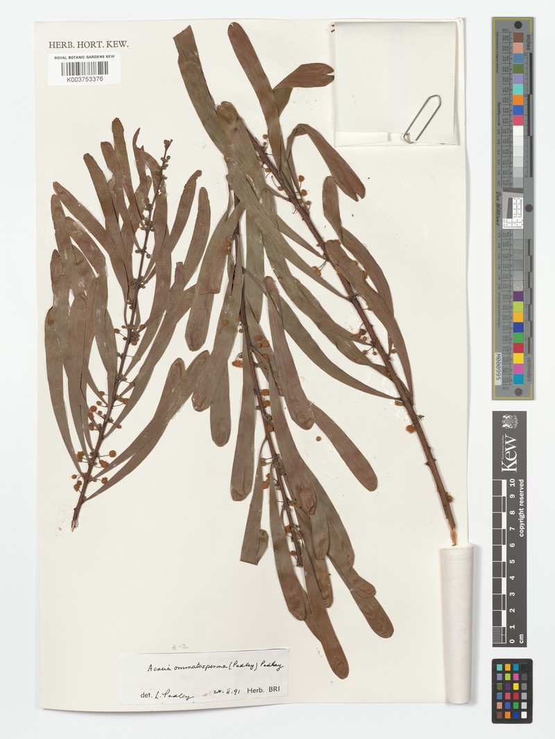 Acacia ommatosperma photo 2