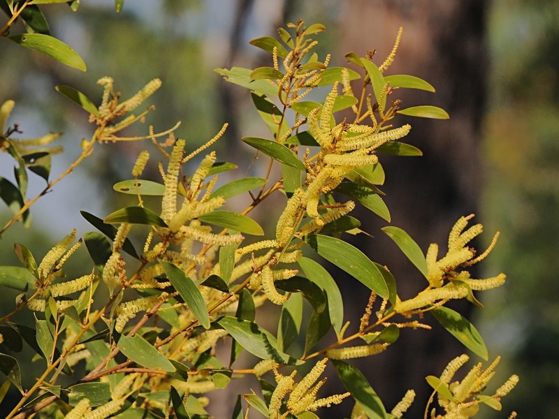 Acacia oncinocarpa photo 2