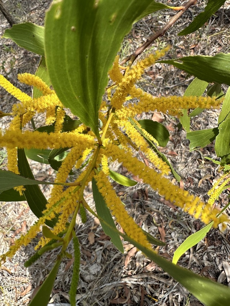 Acacia oncinocarpa photo 3