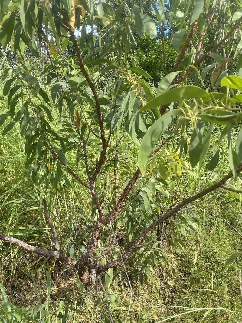 Acacia oncinocarpa photo 4