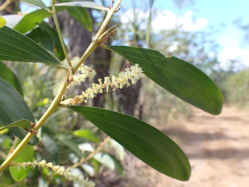 Acacia oncinocarpa photo 5