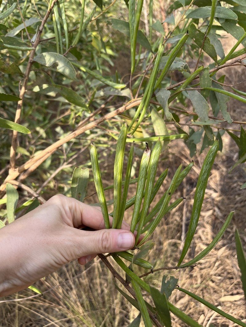 Acacia oncinocarpa photo 6