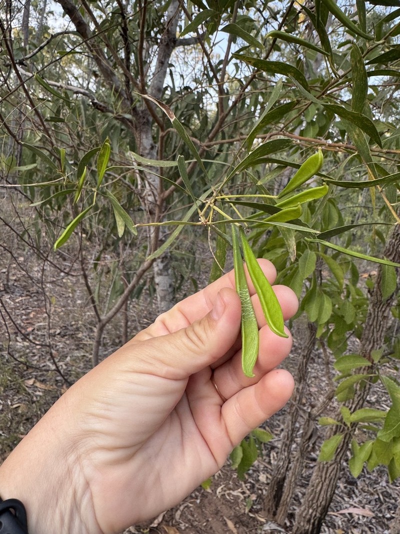 Acacia oncinocarpa photo 7