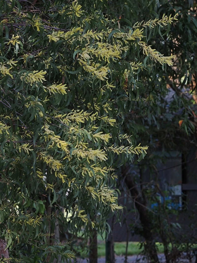Acacia oncinocarpa photo 8