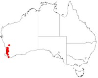 Acacia oncinophylla