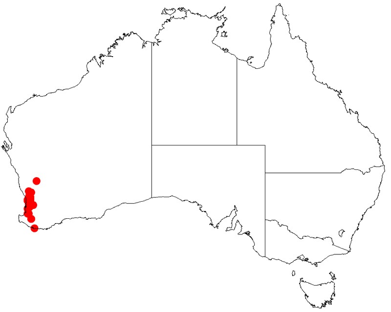 Acacia oncinophylla