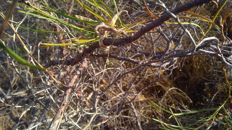 Acacia oncinophylla photo 2