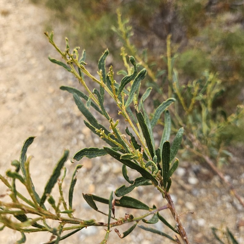 Acacia oncinophylla photo 3