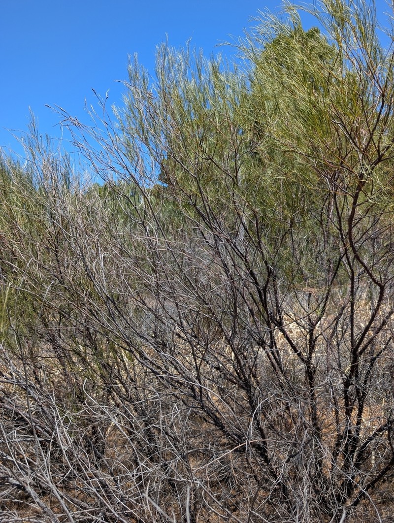 Acacia oncinophylla photo 4