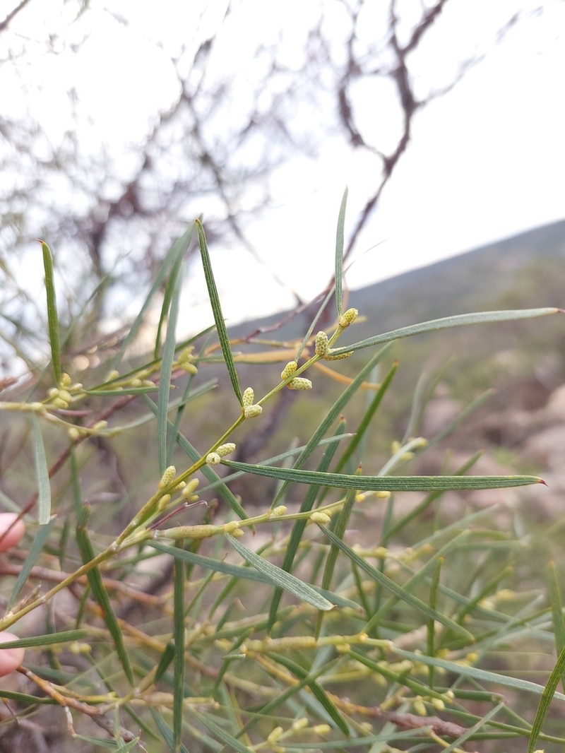 Acacia oncinophylla photo 5