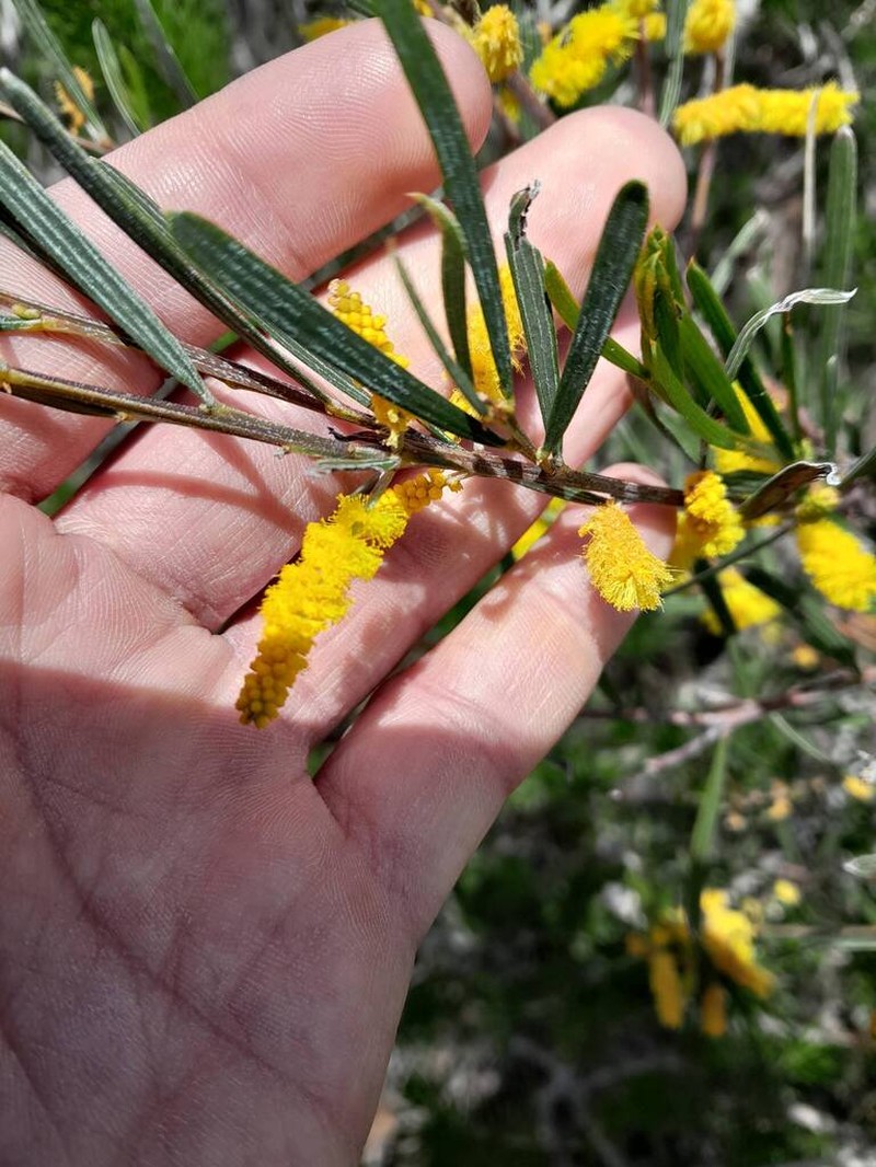 Acacia oncinophylla photo 6