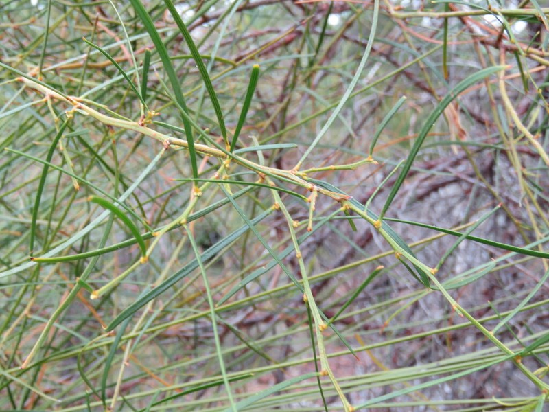 Acacia oncinophylla photo 7