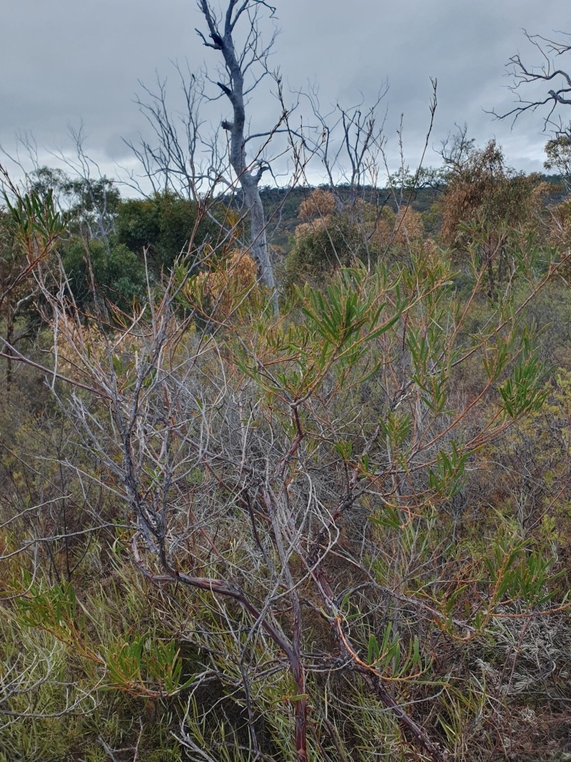 Acacia oncinophylla photo 8