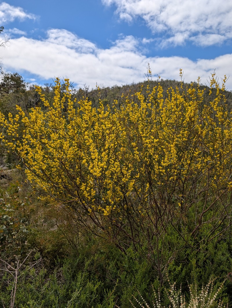 Acacia oncinophylla subsp. oncinophylla photo 6