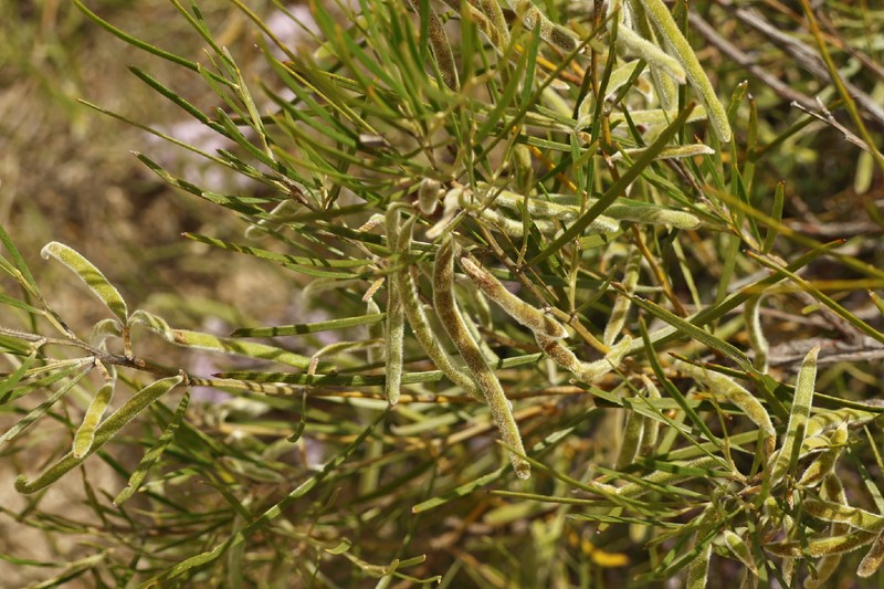 Acacia oncinophylla subsp. oncinophylla photo 7