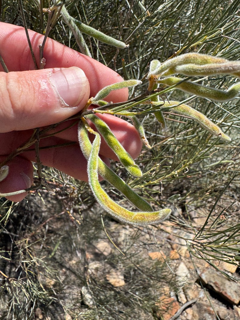 Acacia oncinophylla subsp. oncinophylla photo 8