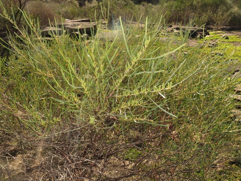 Acacia oncinophylla subsp. oncinophylla photo 2