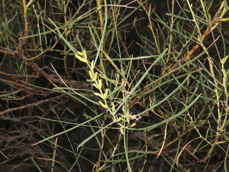Acacia oncinophylla subsp. oncinophylla photo 3