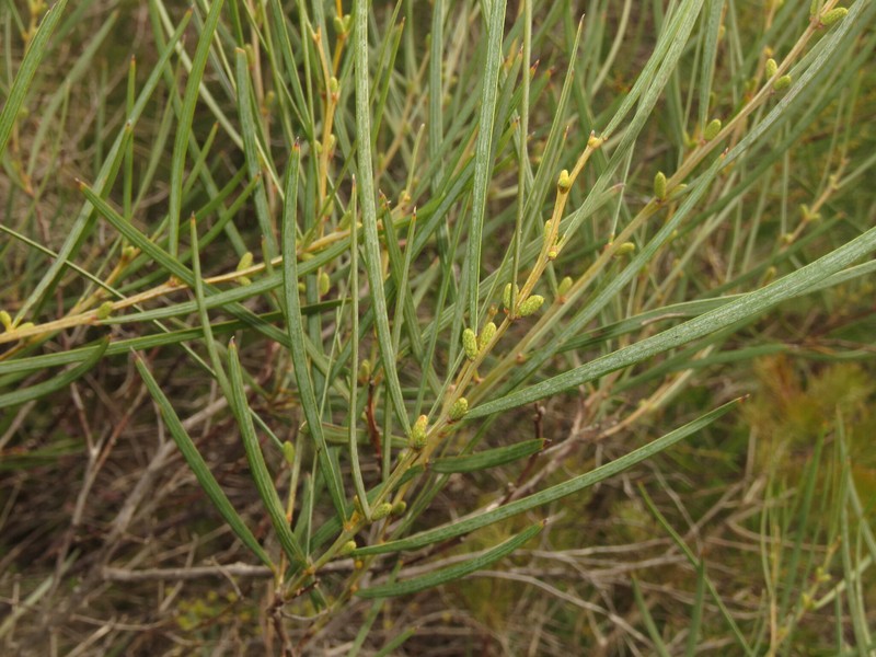 Acacia oncinophylla subsp. oncinophylla photo 4