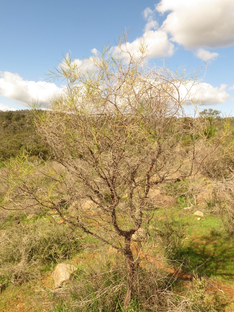 Acacia oncinophylla subsp. oncinophylla photo 5