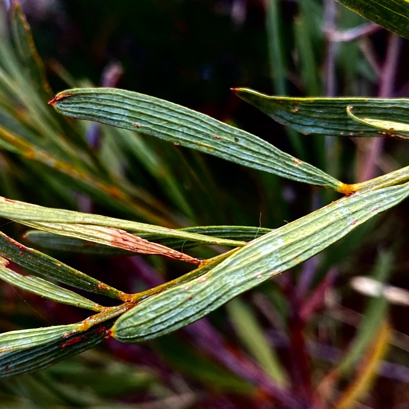 Acacia oncinophylla subsp. patulifolia
