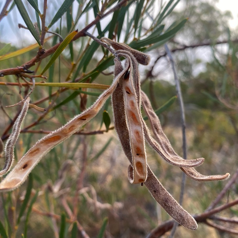 Acacia oncinophylla subsp. patulifolia photo 2