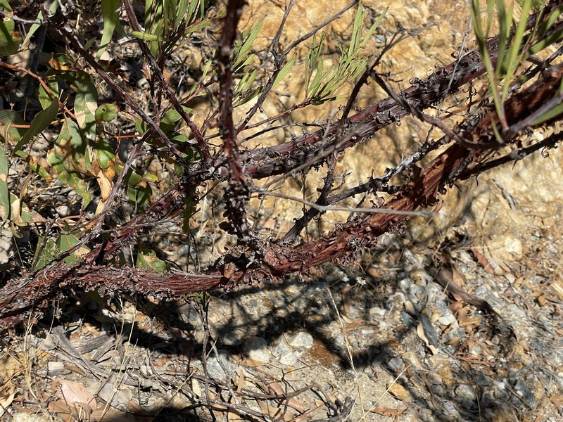 Acacia oncinophylla subsp. patulifolia photo 3