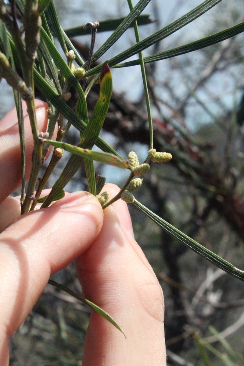 Acacia oncinophylla subsp. patulifolia photo 4