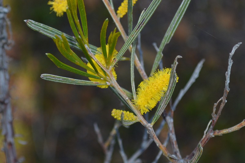 Acacia oncinophylla subsp. patulifolia photo 5
