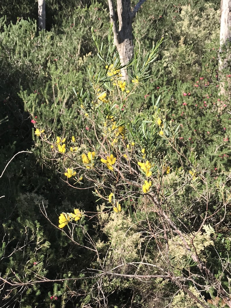 Acacia oncinophylla subsp. patulifolia photo 7