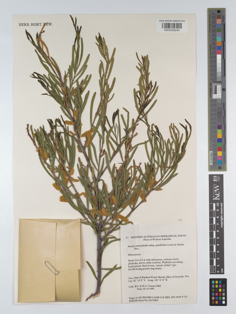 Acacia oncinophylla subsp. patulifolia photo 8