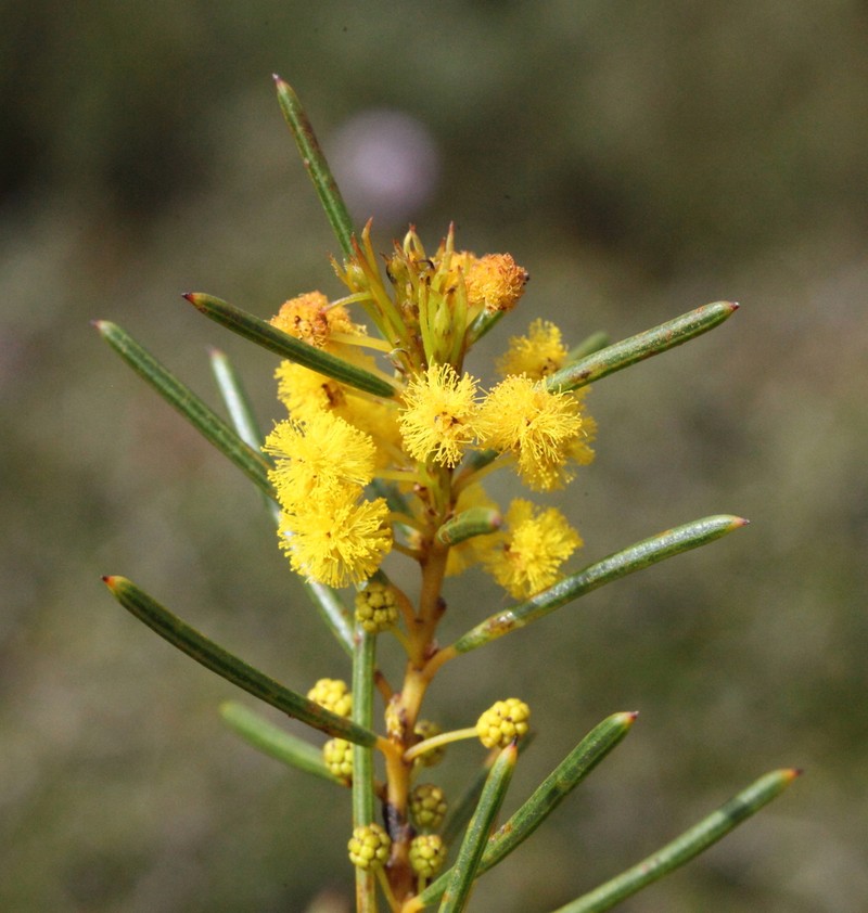 Acacia ophiolithica photo 2