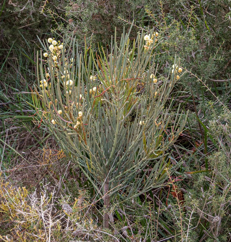 Acacia ophiolithica photo 3