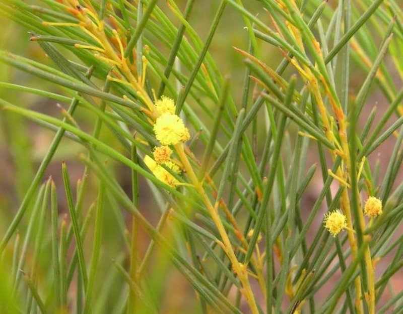Acacia ophiolithica photo 4