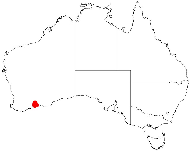 Acacia ophiolithica