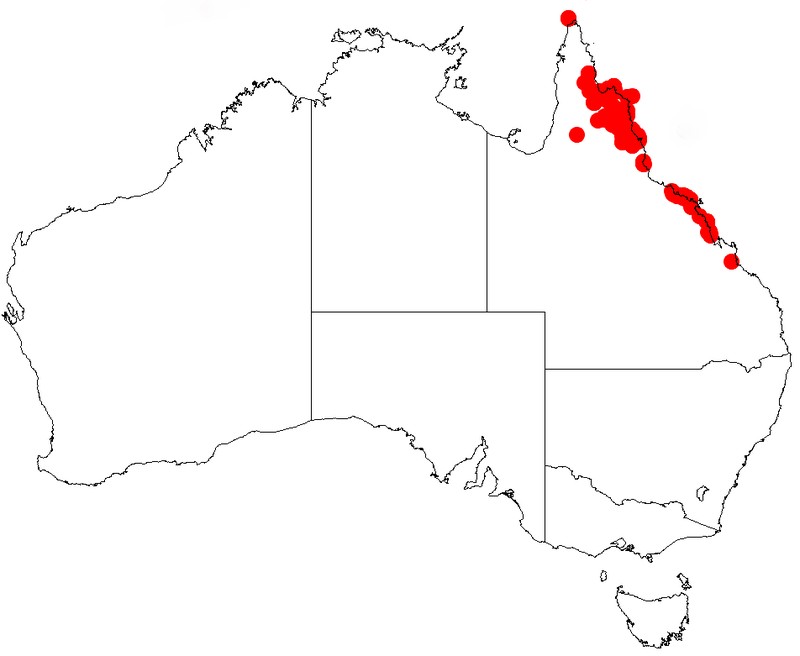 Acacia oraria