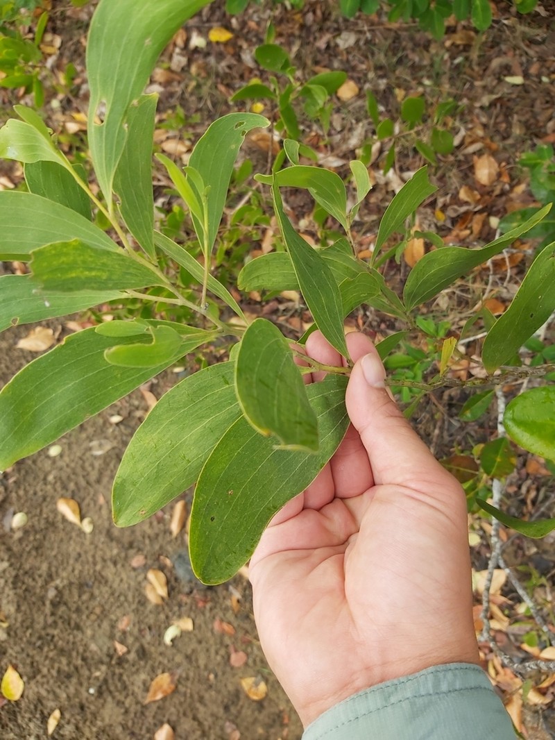 Acacia oraria photo 2