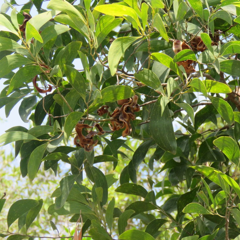 Acacia oraria photo 3
