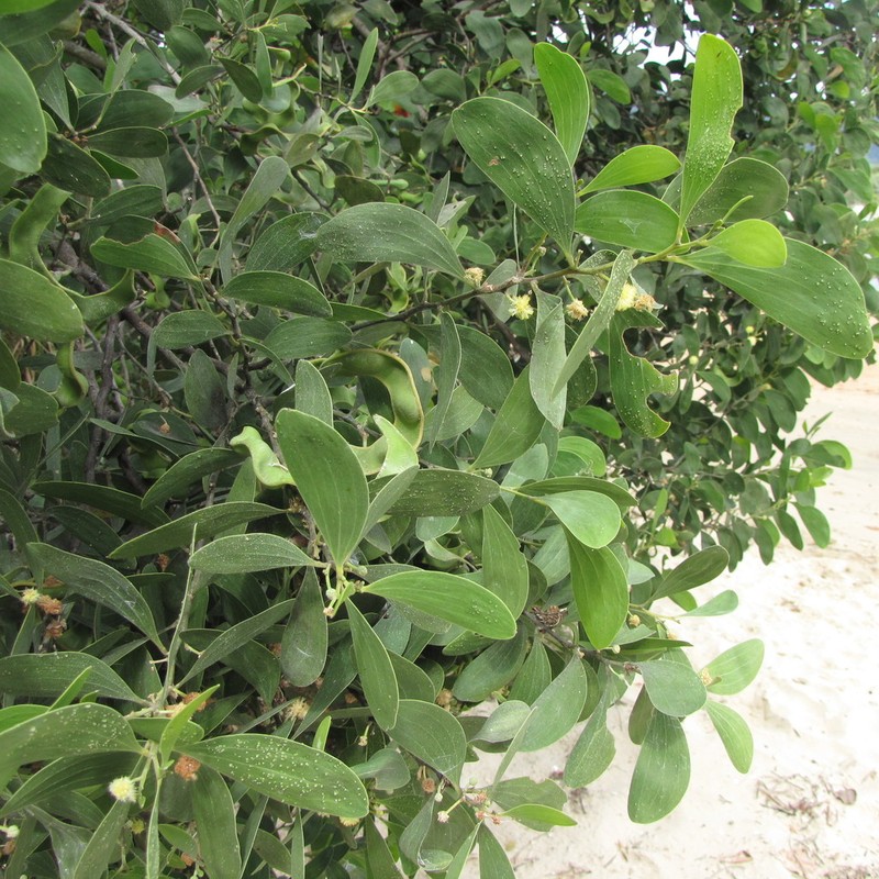 Acacia oraria photo 4