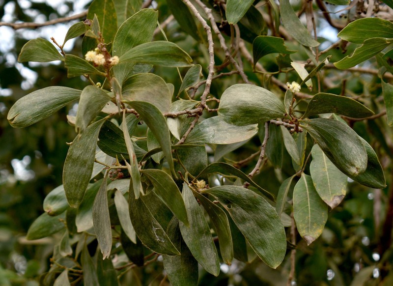 Acacia oraria photo 5