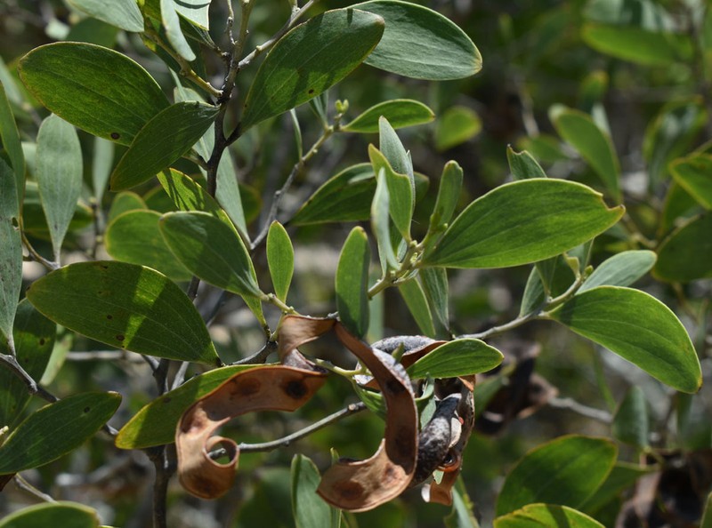 Acacia oraria photo 6