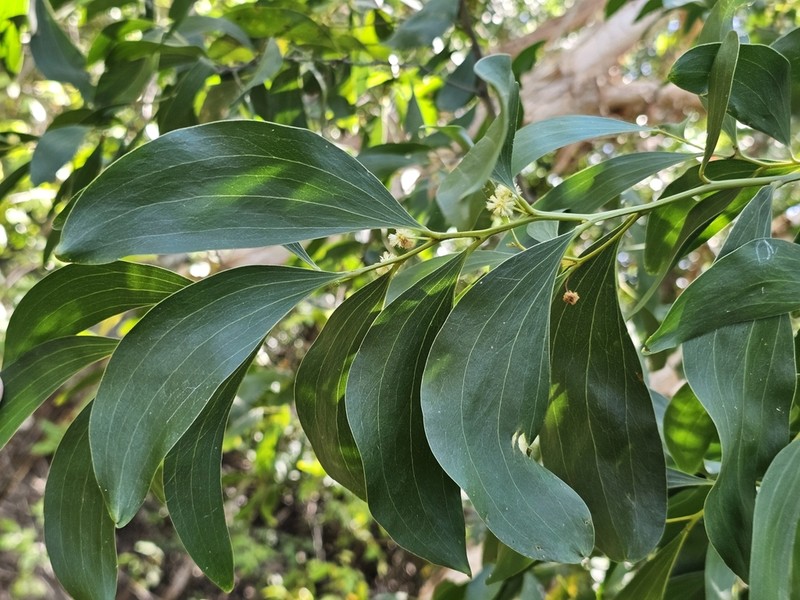 Acacia oraria photo 7